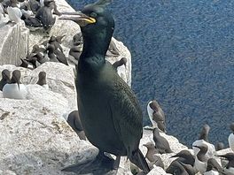 Farne islands trip shag