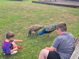 Feeding the peacocks