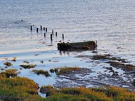 Humber estuary, look closely for the oystercatchers