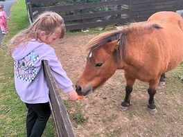 Pony
