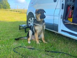 Pups first camping trip. although always on lead it was freedom for him.