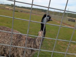 Emu