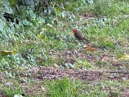 Robin came to visit us