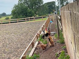 Big chicks!