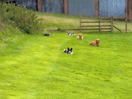 Farmers wonderful dogs