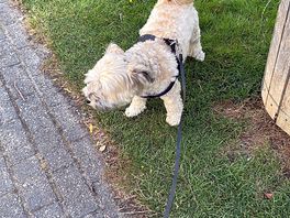 Lekker wandelgebied voor honden.