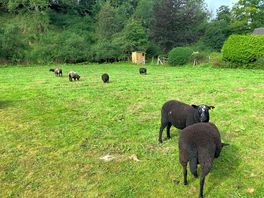 Sheep field