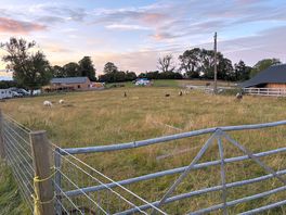 The sheep were quieter than expected!
