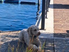 Hundefreundlich - pelle hat sich sehr wohl gefühlt