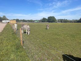 Donkeys in the sun