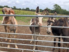 Lovely donkeys