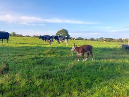 The cows