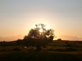 Willow tree at sunset