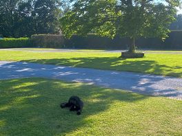 My dog under the old tree love the laid out of the site