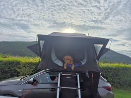 Labrador loving camping 🏕
