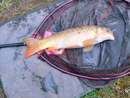 Fish caught