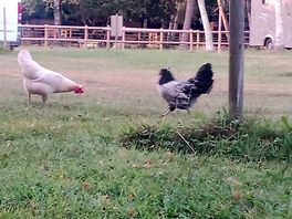 Chickens 💗