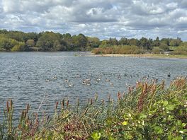 Lake view