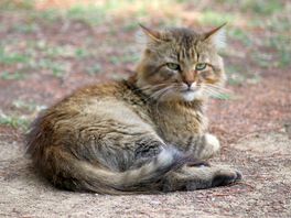 The campsite cat