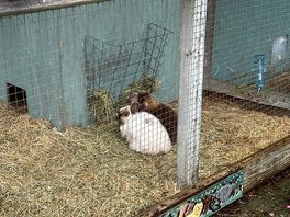 The cutest rabbits