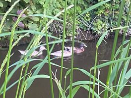 The locals