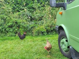 Friendly chickens came to say hello