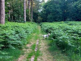 Woodland walks