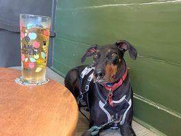 Reggie at the local enjoying the offerings o no