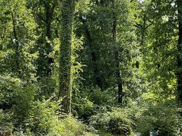 The beautiful woodland of mainly oak