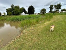 Another walk around lake with dogs