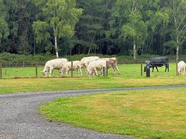 More cows