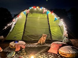 Dog outside tent