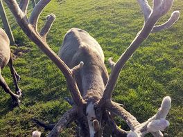 Reindeer