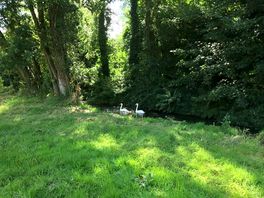 A pair of swans by campsite