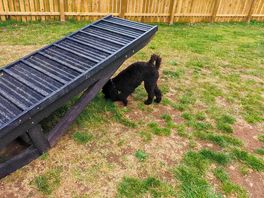 Dog agility park