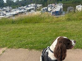 Pup enjoying the morning walk