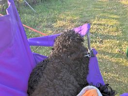 Rolo enjoying doing nothing