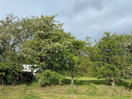 Lovely trees