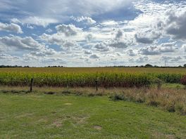 Cornfield