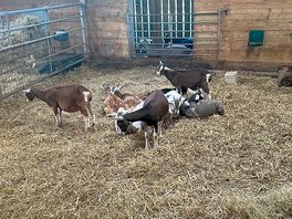 Beautiful goats