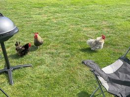 Funky chickens!!