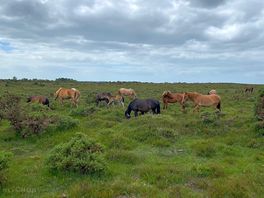 Ponies