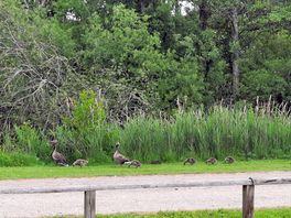 Visitors