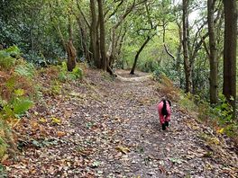 Frodsham hill woods