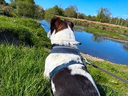 Theo enjoying the river view