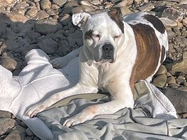 Lazy dog