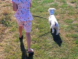Morning dog walk
