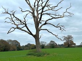 Walk in the country