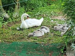 Swans onsite