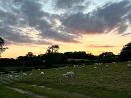 Farm animals